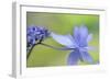 Blue Hydrangea-Cora Niele-Framed Photographic Print