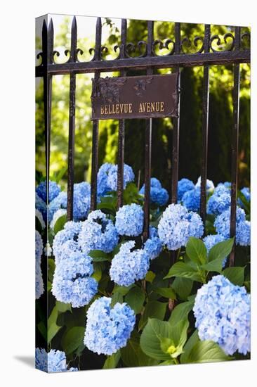 Blue Hydrangeas of Bellevue Ave, Newport, RI-George Oze-Stretched Canvas