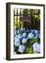 Blue Hydrangeas of Bellevue Ave, Newport, RI-George Oze-Framed Photographic Print