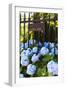 Blue Hydrangeas of Bellevue Ave, Newport, RI-George Oze-Framed Photographic Print