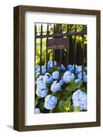 Blue Hydrangeas of Bellevue Ave, Newport, RI-George Oze-Framed Photographic Print