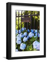 Blue Hydrangeas of Bellevue Ave, Newport, RI-George Oze-Framed Photographic Print