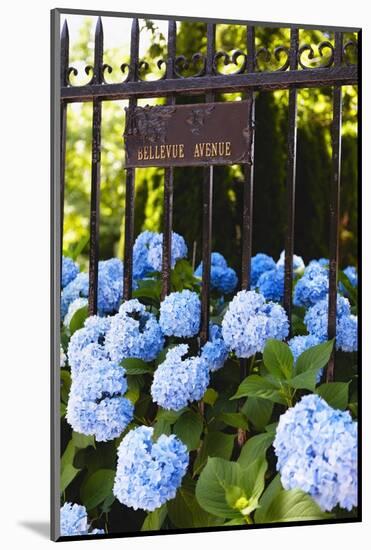Blue Hydrangeas of Bellevue Ave, Newport, RI-George Oze-Mounted Photographic Print
