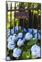 Blue Hydrangeas of Bellevue Ave, Newport, RI-George Oze-Mounted Photographic Print