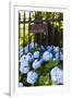 Blue Hydrangeas of Bellevue Ave, Newport, RI-George Oze-Framed Photographic Print