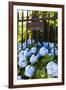 Blue Hydrangeas of Bellevue Ave, Newport, RI-George Oze-Framed Photographic Print