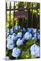 Blue Hydrangeas of Bellevue Ave, Newport, RI-George Oze-Mounted Photographic Print