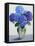 Blue Hydrangeas-Christopher Ryland-Framed Stretched Canvas