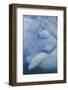 Blue Ice, Perito Moreno Glacier, Los Glaciares National Park, Argentina.-Adam Jones-Framed Photographic Print