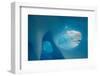 Blue iceberg in Wilhelmina Bay, Gerlache Strait, Antarctica-Enrique Lopez-Tapia-Framed Photographic Print