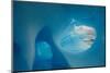 Blue iceberg in Wilhelmina Bay, Gerlache Strait, Antarctica-Enrique Lopez-Tapia-Mounted Photographic Print