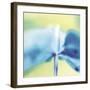 Blue Indigo-Jane Ann Butler-Framed Giclee Print