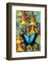 Blue Iridescence Swallowtail Butterfly, Papilio Pericles-Darrell Gulin-Framed Photographic Print