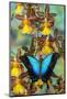 Blue Iridescence Swallowtail Butterfly, Papilio Pericles-Darrell Gulin-Mounted Photographic Print