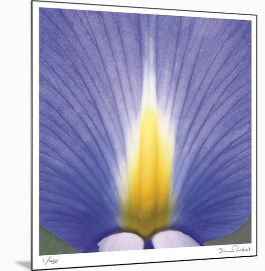 Blue Iris Abstract No 2-Shams Rasheed-Mounted Limited Edition