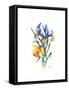 Blue Iris and Daffodil, 2002-Nell Hill-Framed Stretched Canvas