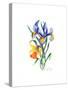 Blue Iris and Daffodil, 2002-Nell Hill-Stretched Canvas