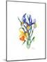 Blue Iris and Daffodil, 2002-Nell Hill-Mounted Giclee Print