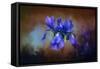 Blue Iris Blooms-Jai Johnson-Framed Stretched Canvas