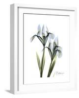 Blue Iris Portrait-Albert Koetsier-Framed Premium Giclee Print