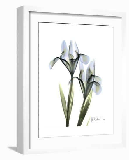 Blue Iris Portrait-Albert Koetsier-Framed Premium Giclee Print