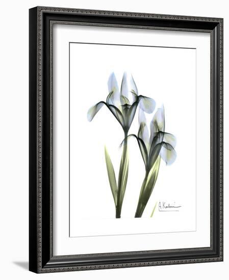 Blue Iris Portrait-Albert Koetsier-Framed Premium Giclee Print