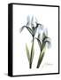 Blue Iris Portrait-Albert Koetsier-Framed Stretched Canvas