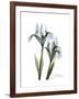 Blue Iris Portrait-Albert Koetsier-Framed Premium Giclee Print