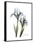 Blue Iris Portrait-Albert Koetsier-Framed Stretched Canvas