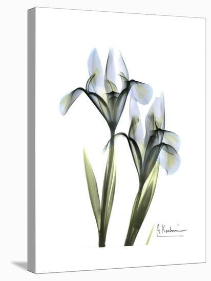 Blue Iris Portrait-Albert Koetsier-Stretched Canvas