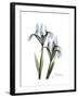 Blue Iris Portrait-Albert Koetsier-Framed Premium Giclee Print