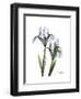 Blue Iris Portrait-Albert Koetsier-Framed Premium Giclee Print