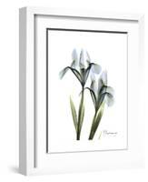 Blue Iris Portrait-Albert Koetsier-Framed Premium Giclee Print