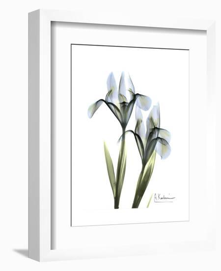 Blue Iris Portrait-Albert Koetsier-Framed Premium Giclee Print