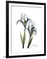 Blue Iris Portrait-Albert Koetsier-Framed Premium Giclee Print