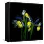 Blue Iris-Magda Indigo-Framed Stretched Canvas