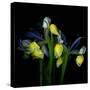 Blue Iris-Magda Indigo-Stretched Canvas