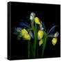 Blue Iris-Magda Indigo-Framed Stretched Canvas