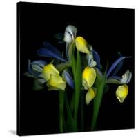 Blue Iris-Magda Indigo-Stretched Canvas