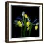 Blue Iris-Magda Indigo-Framed Photographic Print