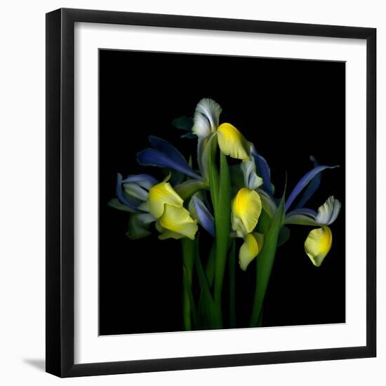 Blue Iris-Magda Indigo-Framed Photographic Print