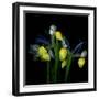 Blue Iris-Magda Indigo-Framed Photographic Print