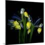 Blue Iris-Magda Indigo-Mounted Photographic Print