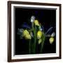 Blue Iris-Magda Indigo-Framed Photographic Print