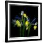 Blue Iris-Magda Indigo-Framed Photographic Print