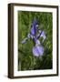 Blue Iris-George Johnson-Framed Photographic Print