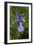 Blue Iris-George Johnson-Framed Photographic Print