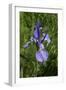 Blue Iris-George Johnson-Framed Photographic Print