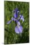 Blue Iris-George Johnson-Mounted Photographic Print