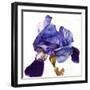 Blue Iris-Doris Joa-Framed Giclee Print